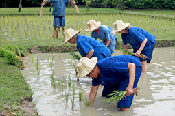 Rice Sprouting at Panna Field @ 588.50.-THB / person